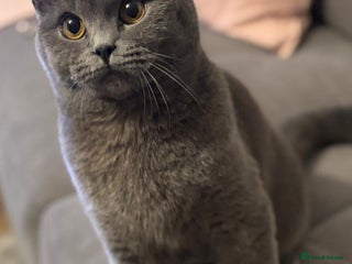British Shorthair cats 4 British shorthair kittens available - Advert 2