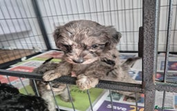 Cockapoo dogs for sale: Cockerpoos 1 boys left DROPPED 650 - Image 8