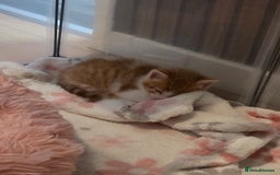 Mixed Breed cats for sale: Beautiful Fluffy Kittens 2 Boys 1 Girl - Image 4