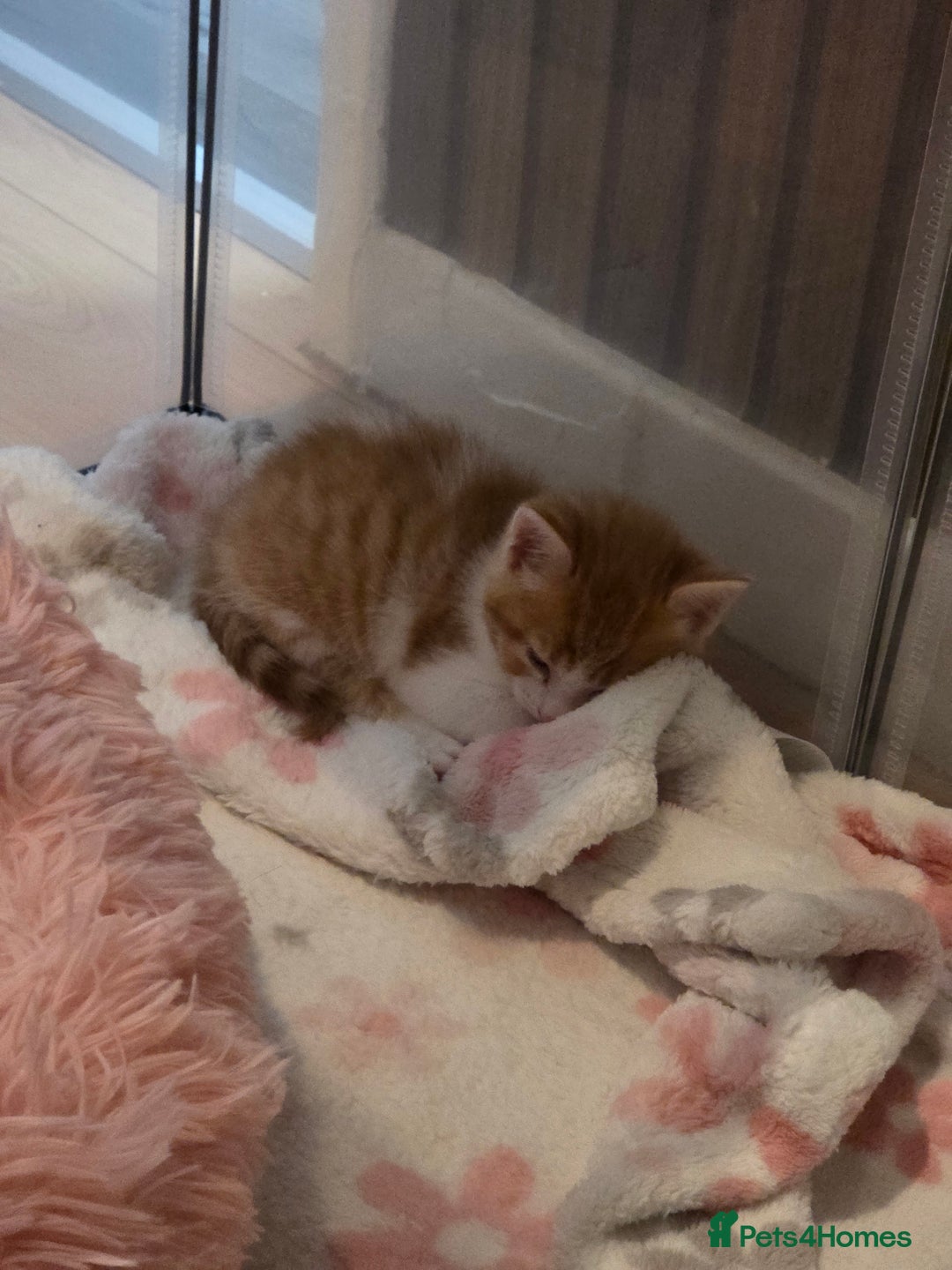 Mixed Breed cats for sale: Beautiful Fluffy Kittens 2 Boys 1 Girl - Image 4