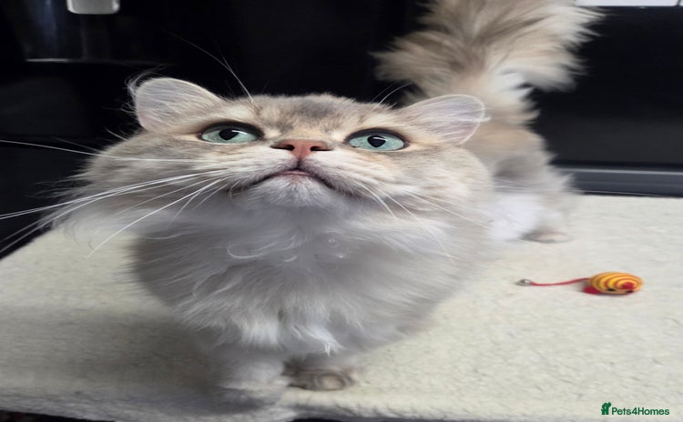 British Longhair cats - Advert 1