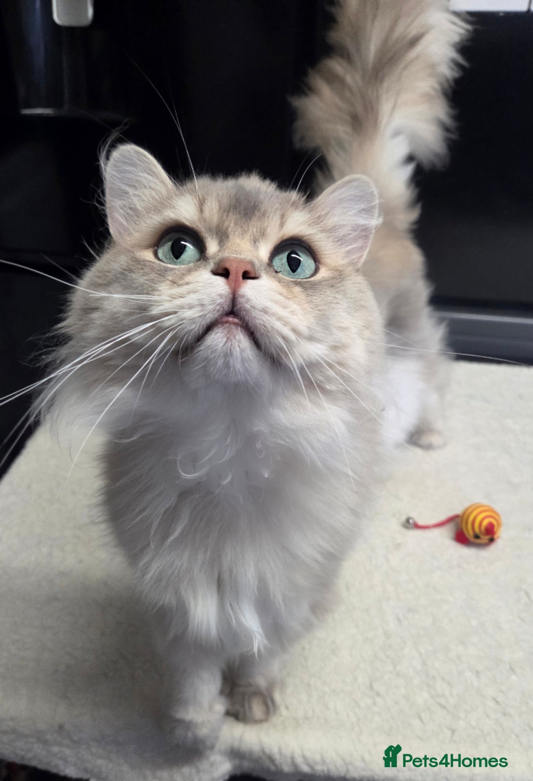 British Longhair cats for sale: Friendly Adult Male 🤍🐾 - Image 1