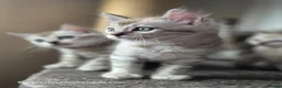 Bengal cats for sale: Rare Cashmere & Short Hair Bengals  - Advert 13