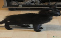 Mixed Breed cats for sale: Beautiful kittens  - Image 18