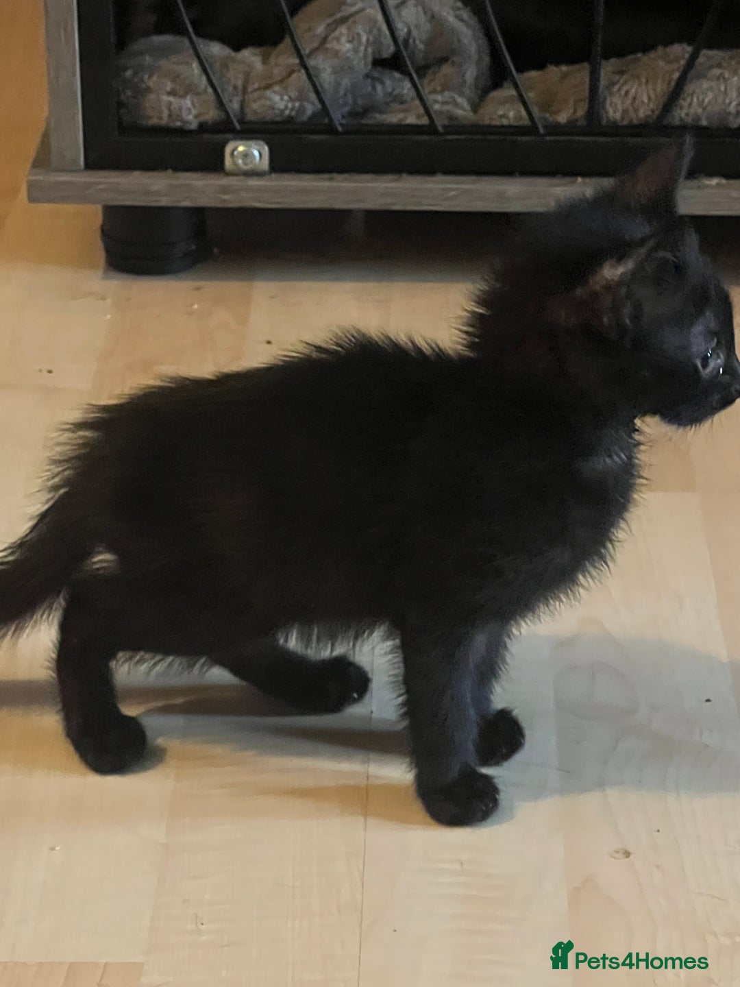 Mixed Breed cats for sale: Beautiful kittens  - Image 18