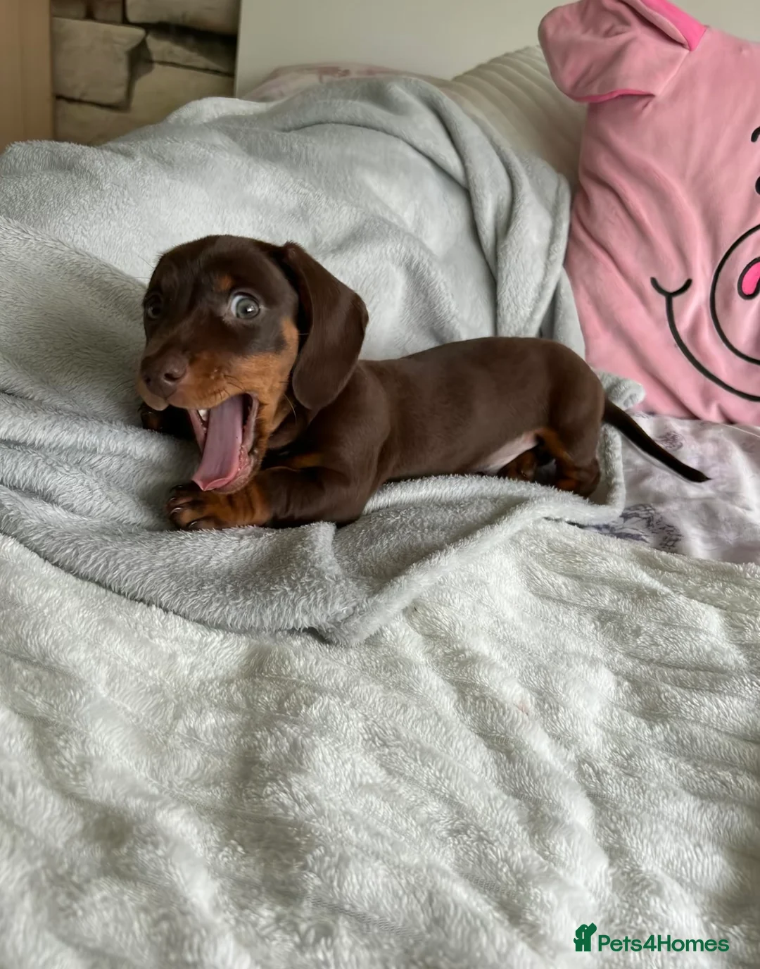 Miniature Dachshund dogs for sale: Miniature Dachshund puppy  - Advert 3