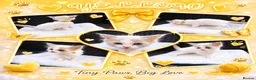 Ragdoll cats for sale: 6 beautiful pure ragdoll kittens - Advert 24