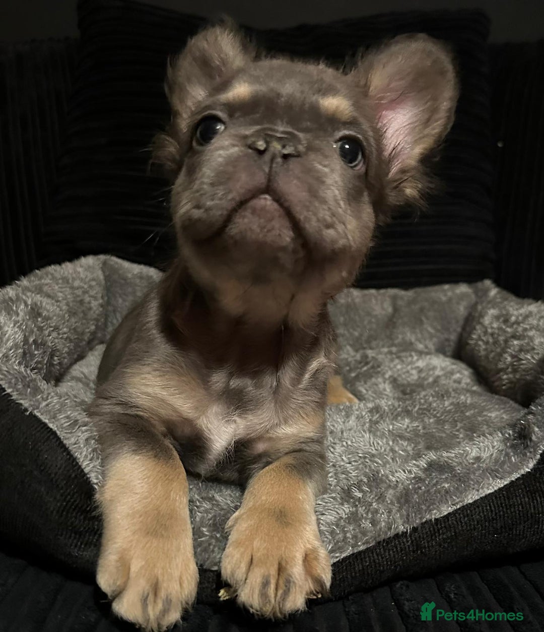 French Bulldog dogs for sale: KC Reg Lilac & Tan Fluffy French Bulldogs For Sale - Advert 2