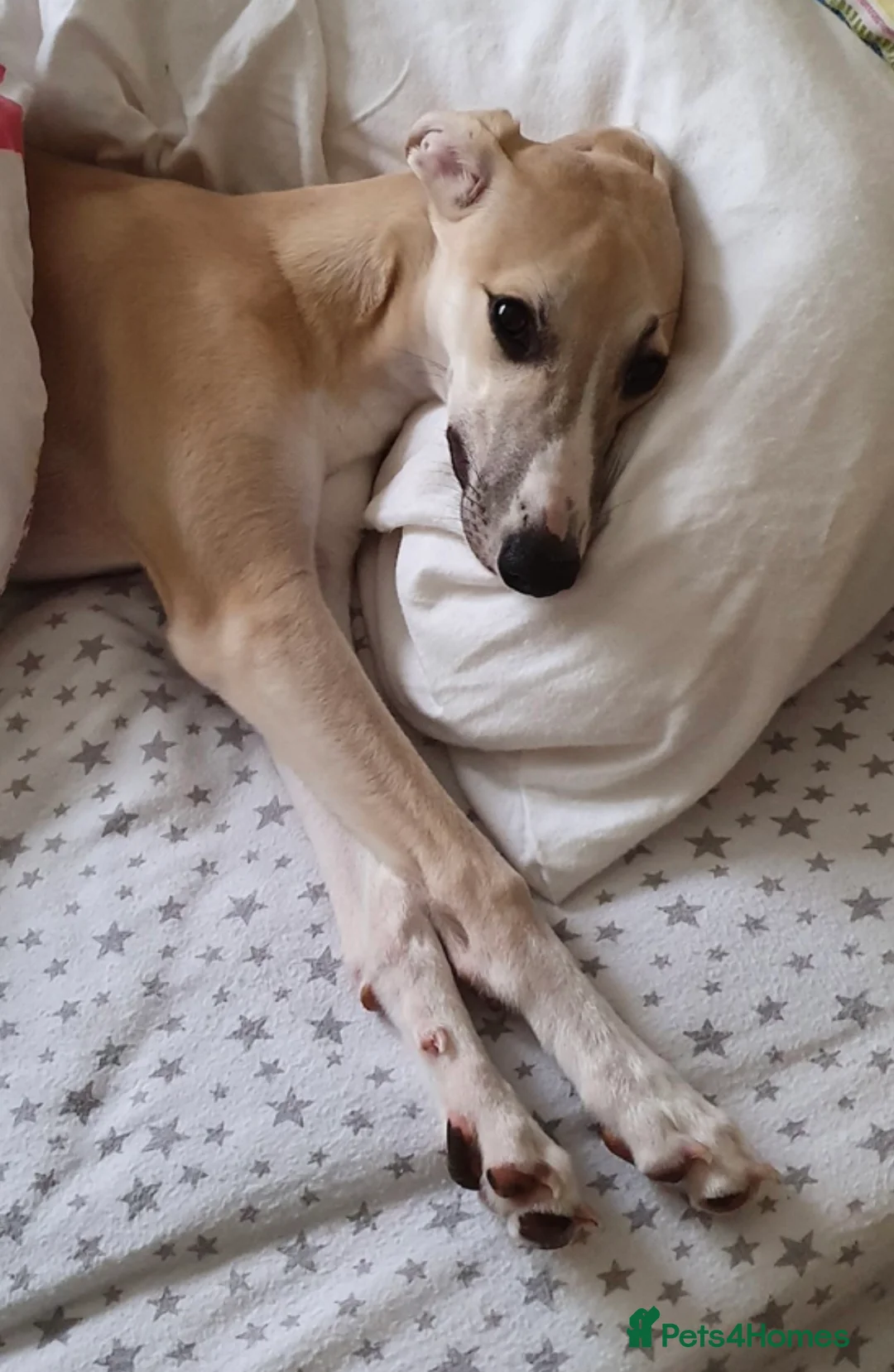 Whippet dogs for stud: KC Reg Heart Tested Gorgeous Fawn Whippet at Stud  in Bristol - Advert 10