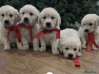 Golden Retriever dogs KC Reg Health Tested Golden Retriever Puppies - Advert 2