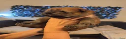 Chow Chow dogs for sale: Gorgeous Chow Chow Puppies 🐻 - Advert 11