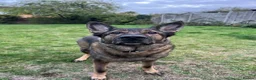 German Shepherd dogs for sale: Male German shepherd 7years - Advert 10