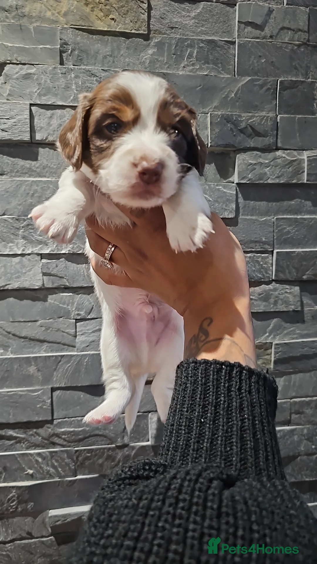 Miniature Dachshund dogs for stud: **RogueRoyales Luxe** PRA Clear Long Hair in Wolverhampton - Advert 17