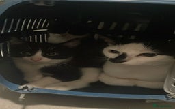 Mixed Breed cats for sale: 3 black and white kittens  - Image 2