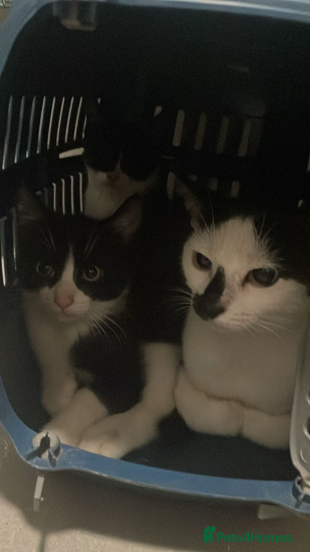 Mixed Breed cats for sale: 3 black and white kittens  - Image 2