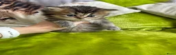 British Longhair cats for sale: British Longhair Kittens in London - Advert 16