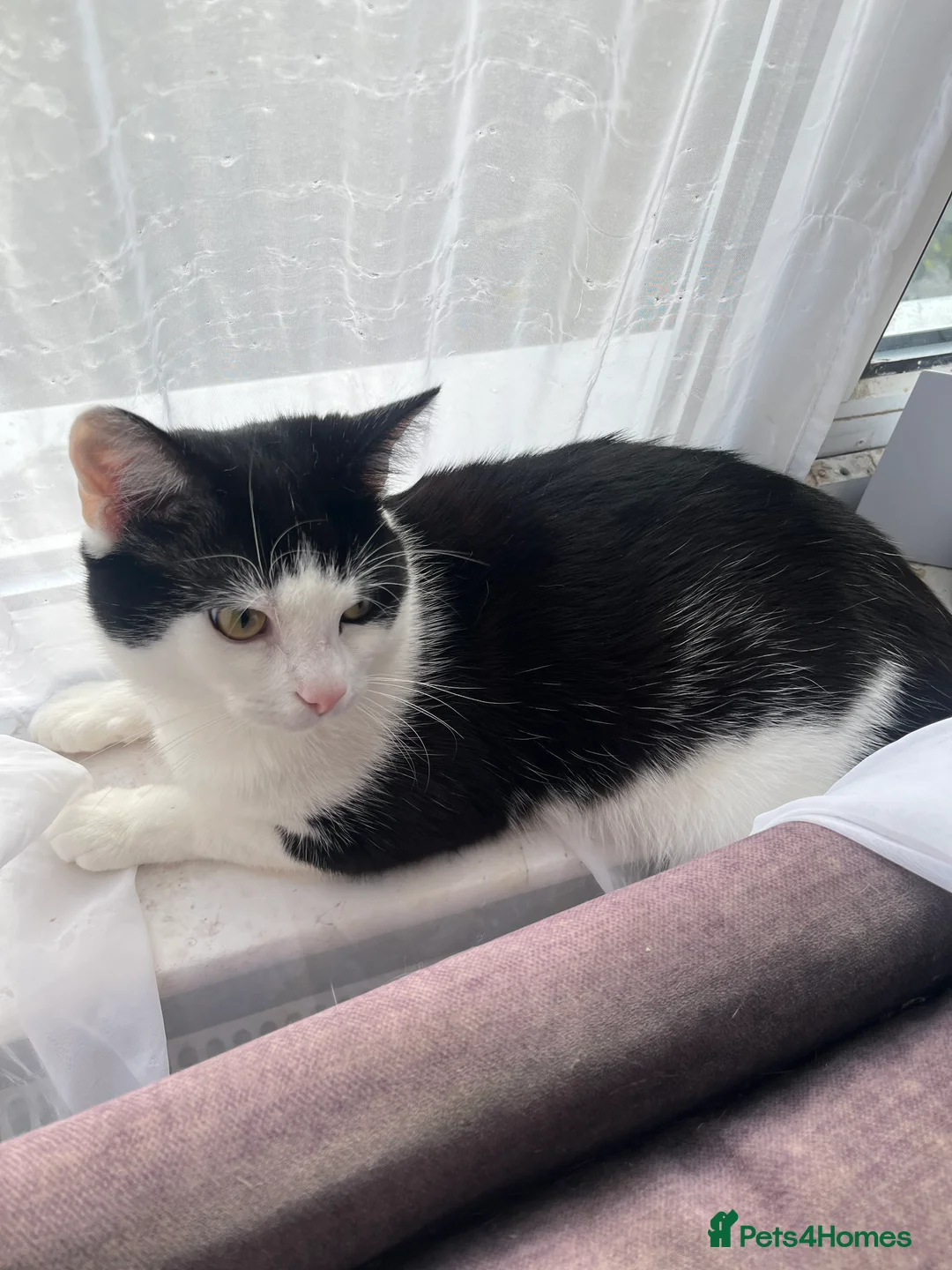 Mixed Breed cats for sale: 1 1/2 year old boy cat in Pontypridd - Advert 2