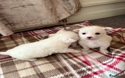Mixed Breed dogs for sale: Pomeranian × Poodle × Chihuahua Puppies  - Image 9