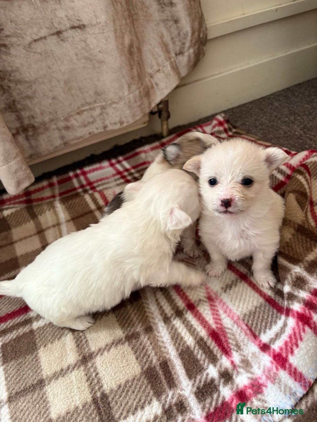 Mixed Breed dogs for sale: Pomeranian × Poodle × Chihuahua Puppies  - Image 9