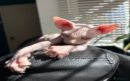 Sphynx cats for sale: Hairless kittens sphinx - Image 1