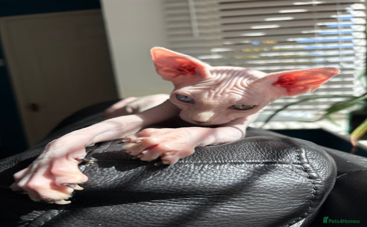 Sphynx cats - Advert 7