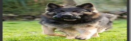 German Shepherd dogs for sale: GERMAN SHEPHERD PUPPIES 🐶  - Advert 16