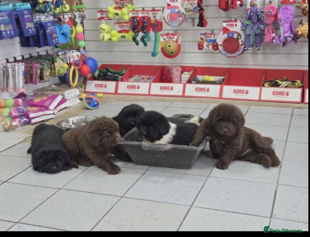 Newfoundland dogs for sale: Playful Newfoundland Puppies Available  - Image 3