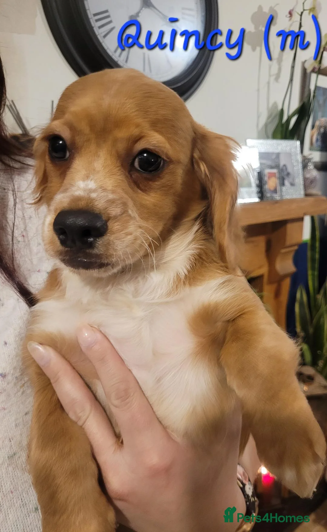 Cavapoo dogs for sale: F2 Cavapoo puppies in Forfar - Advert 2