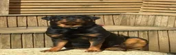 Rottweiler dogs for sale: Stunning KC Registered German Rottweilers - Advert 5