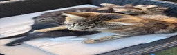 Mixed Breed cats for sale: 1 beautiful tabby  boy kitten ready now  - Advert 2