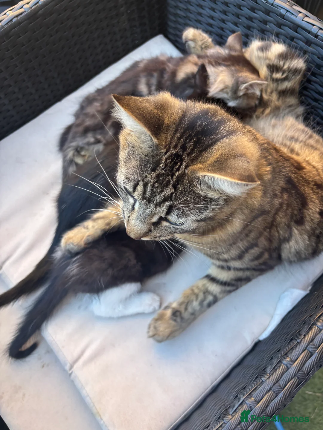 Mixed Breed cats for sale: 1 beautiful tabby  boy kitten ready now  - Advert 2