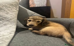Miniature Dachshund dogs for sale: English Cream KC Reg PRA Clear Mini Dachshund  - Advert 4
