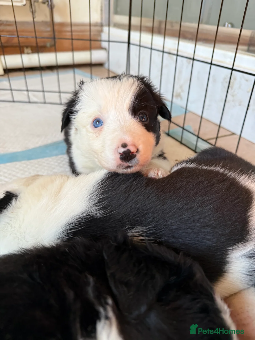 Border Collie dogs for sale: Border collie puppies seeking working/active homes - Advert 26