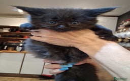 Maine Coon cats for sale: Maine Coon pedigre XL - Image 8