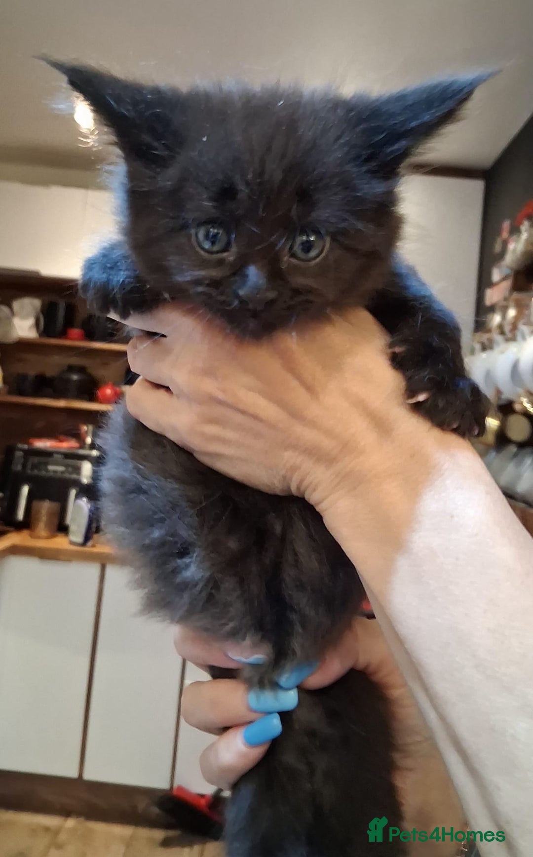 Maine Coon cats for sale: Maine Coon pedigre XL - Image 8