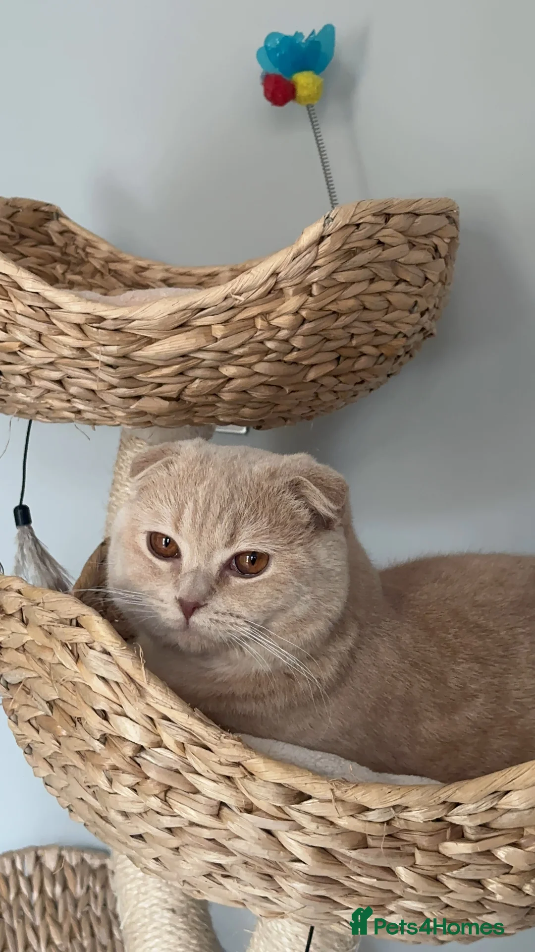 Scottish Fold cats for stud: Fantastic Cream Scottish fold for stud duties  in Derby - Advert 6