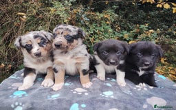 Border Collie dogs for sale: Border Collie Puppies Top Quality! - Image 8