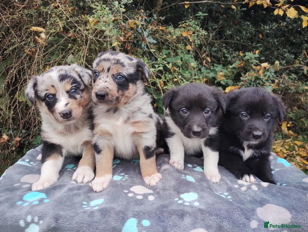 Border Collie dogs for sale: Border Collie Puppies Top Quality! - Image 8