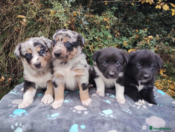 Border Collie dogs - Advert 4