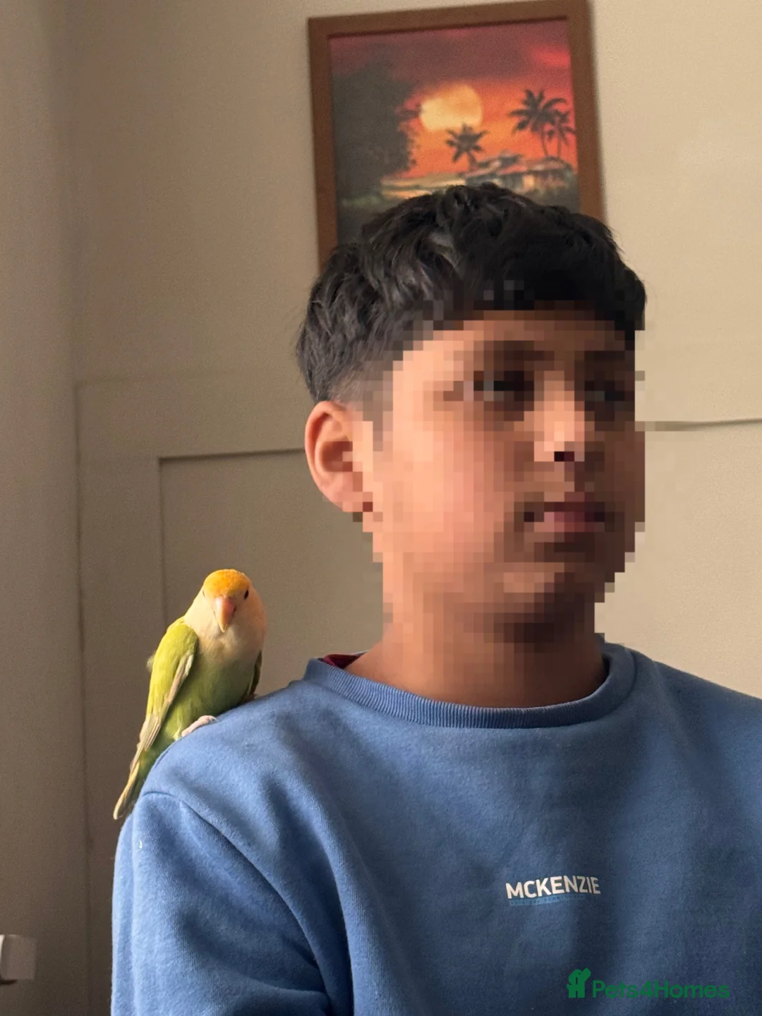 Budgerigars birds for sale: Friendly love bird  - Advert 2