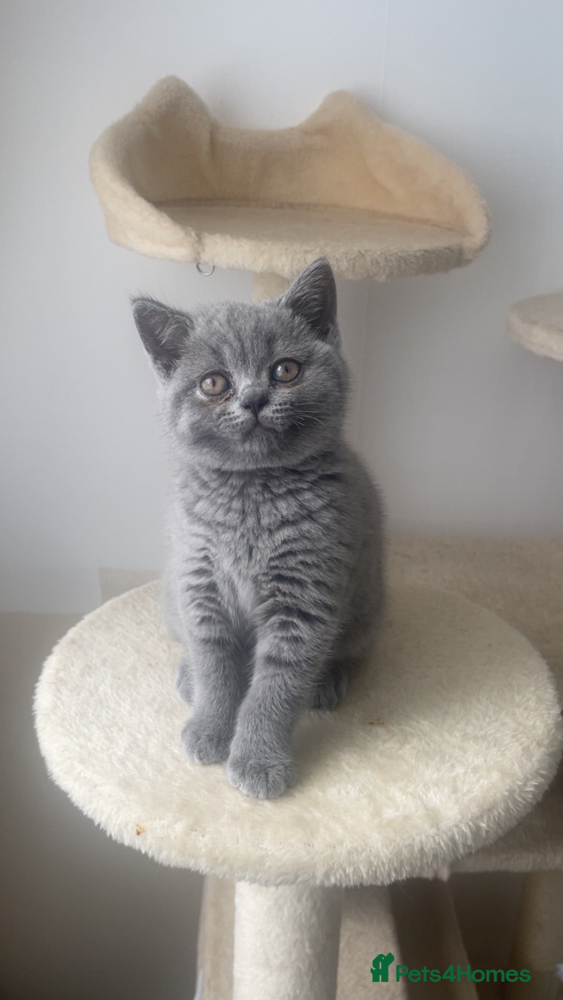 British Shorthair cats British shorthairs!  - Advert 1
