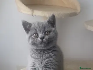British Shorthair cats British shorthairs! - Advert 1
