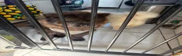 Chow Chow dogs for sale: 11 month boy chow - Advert 5