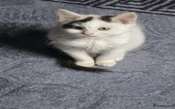 Mixed Breed cats for sale: Daisy needs a home! - Advert 2