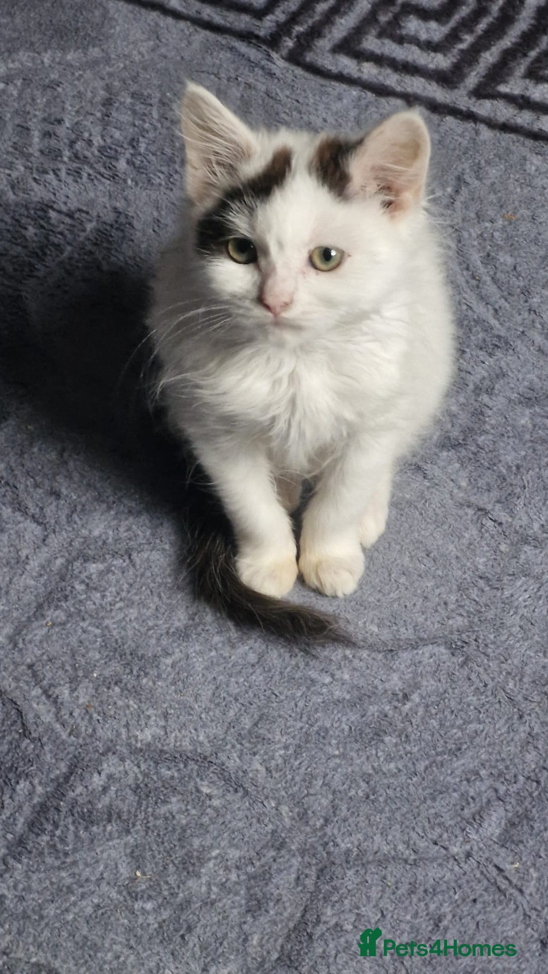 Mixed Breed cats for sale: Daisy needs a home! - Advert 2