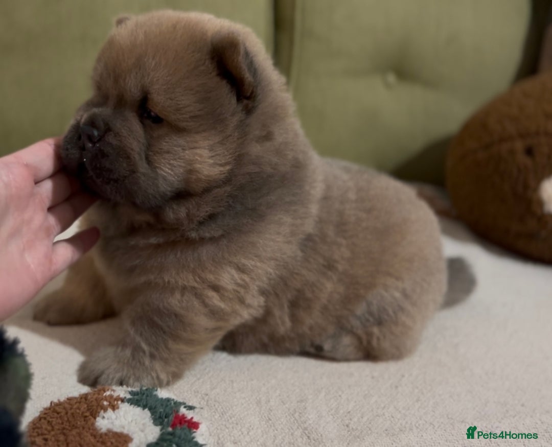 Chow Chow dogs for sale: Merle & blue bear faced Teddy chow chow puppies  - Advert 13