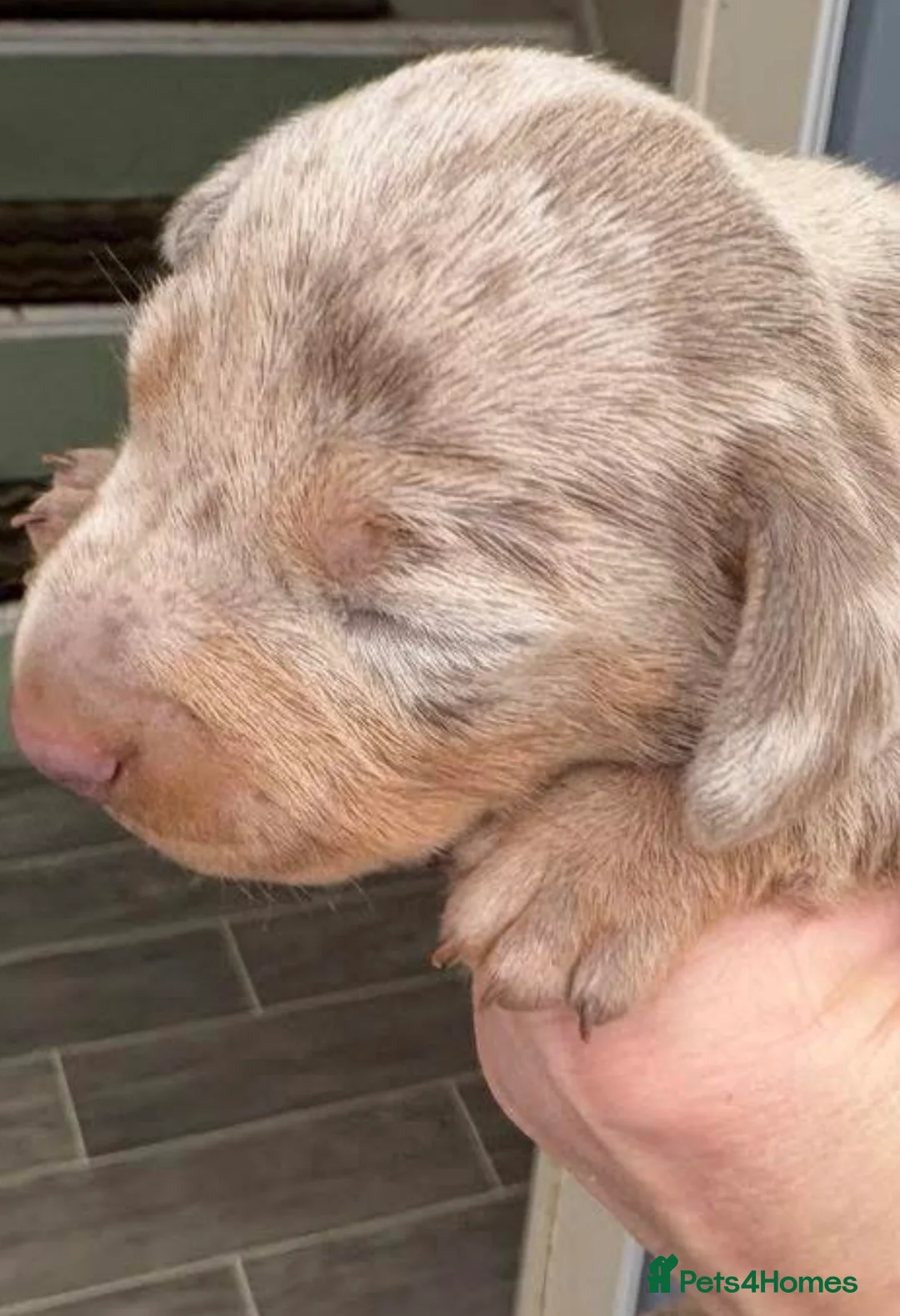 Dachshund dogs for sale: Stunning pedigree dauchound  male puppy  - Advert 2