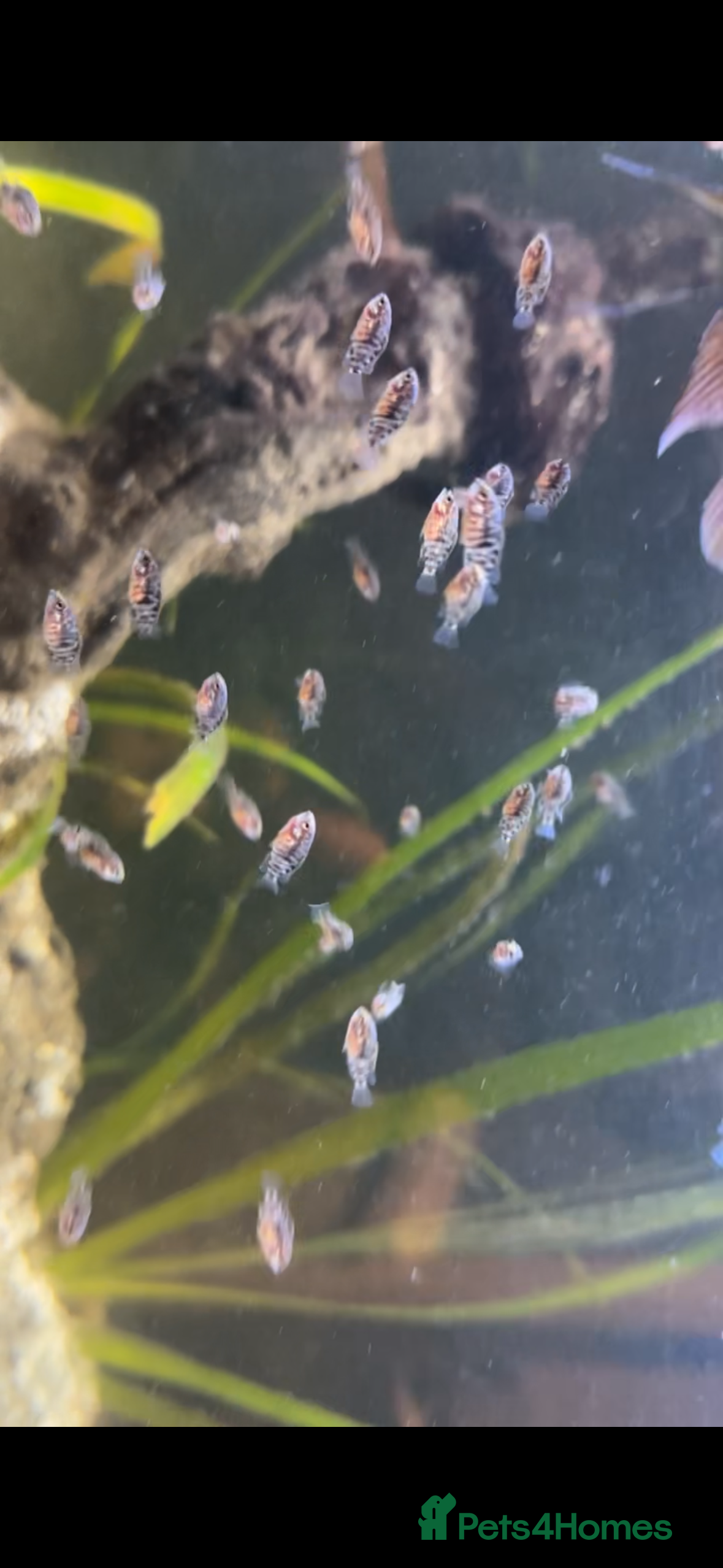 Cichlids fish T Bar Cichlid Fry and Breeding Pair - Advert 4