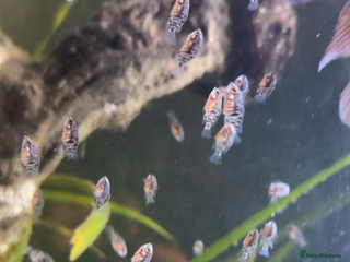 Cichlids fish T Bar Cichlid Fry and Breeding Pair - Advert 1