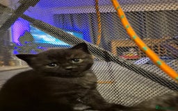 Brazilian Shorthair cats for sale: Kittens  - Image 12